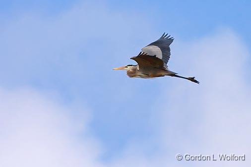 High-Flying Heron_37837.jpg - Great Blue Heron (Ardea herodias)Photographed along the Gulf coast near Port Lavaca, Texas, USA.